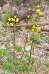 Golden groundsel